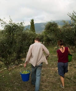 Honest Toil Olive Oil 3 Litre