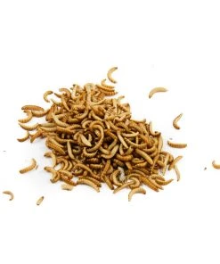 Eat Grub Edible Insects Edible Buffalo Worms 20g