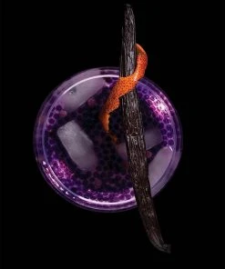 Molecule-R Gin And Tonic R-evolution