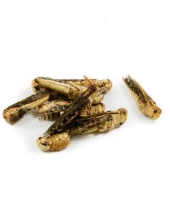 Eat Grub Edible Grasshoppers 9g