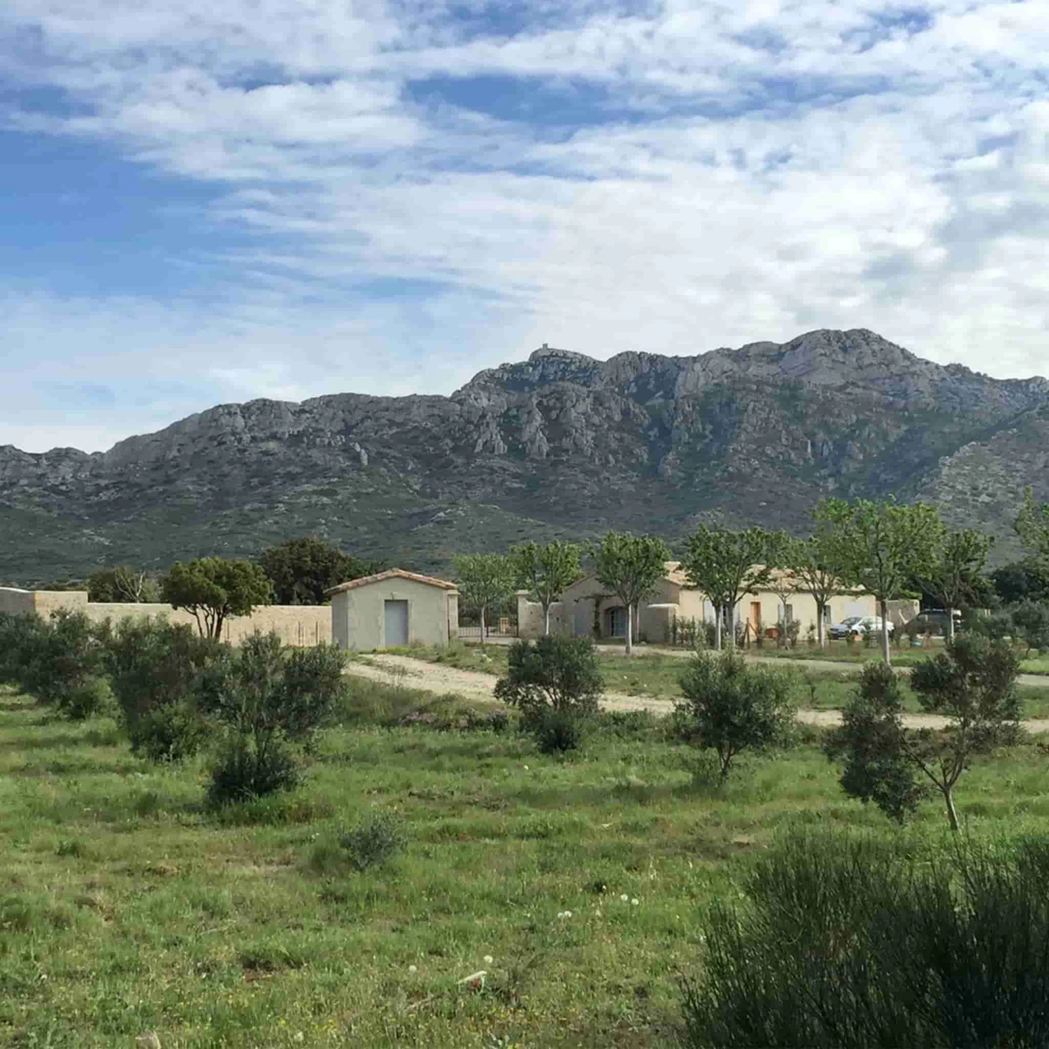 Ingredients Grand Brahis Vert AOP Vallee Des Baux De Provence Extra Virgin Olive Oil 500ml 5 Ingredients Grand Brahis Vert AOP Vallee Des Baux De Provence Extra Virgin Olive Oil 500ml