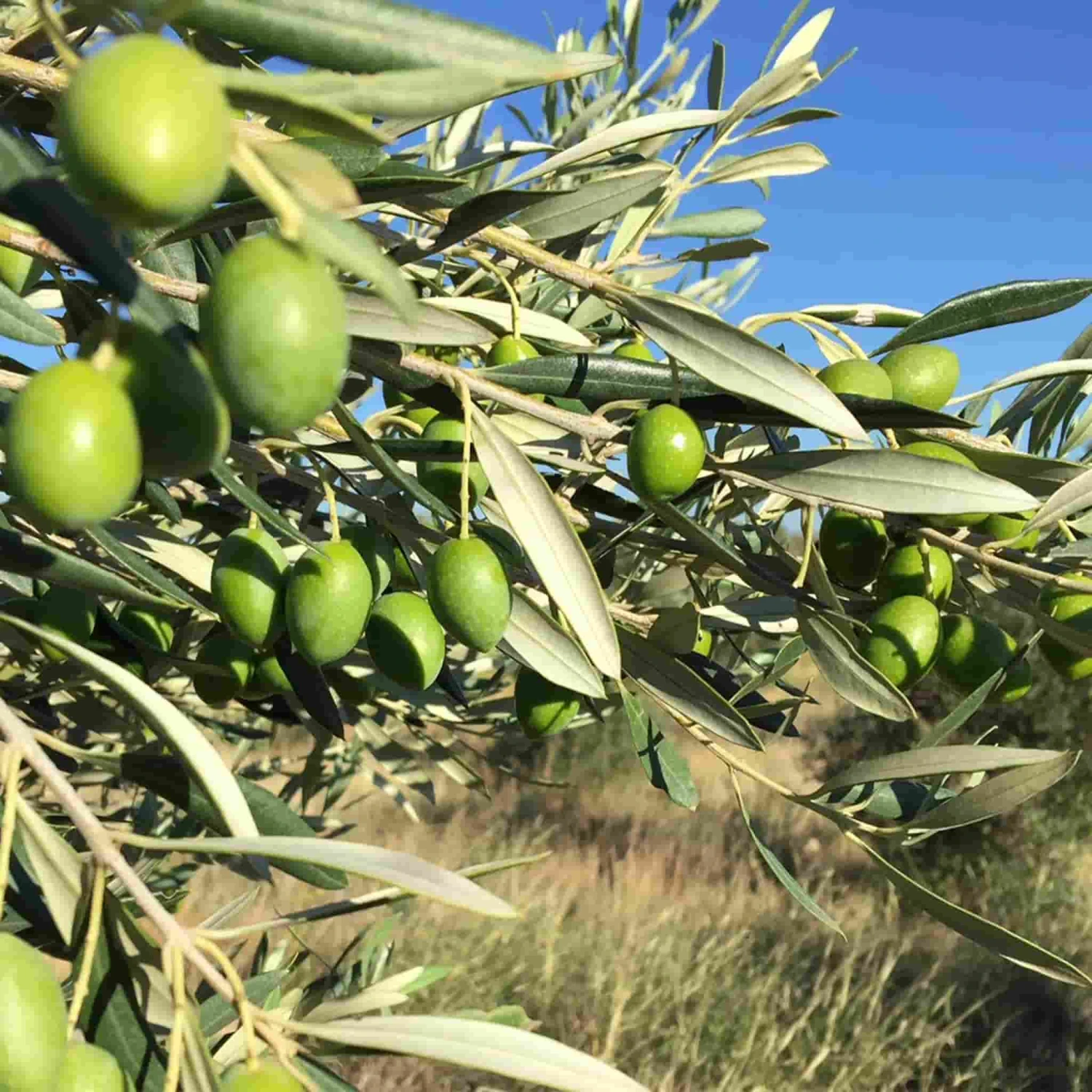 Ingredients Grand Brahis Vert AOP Vallee Des Baux De Provence Extra Virgin Olive Oil 500ml 4 Ingredients Grand Brahis Vert AOP Vallee Des Baux De Provence Extra Virgin Olive Oil 500ml