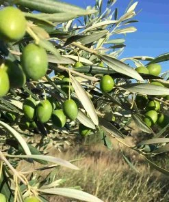 Ingredients Grand Brahis Noir AOP Vallee Des Baux De Provence Extra Virgin Olive Oil 500ml