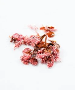 Japanese Ingredients Salted Sakura Cherry Blossom 30g